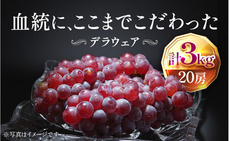 【2026年先行予約】苗から厳選 デラウェア3kg(20房) 6月下旬～7月中旬発送 特選 期間限定 大粒 ぶどう ブドウ フルーツ 果物 くだもの おすすめ