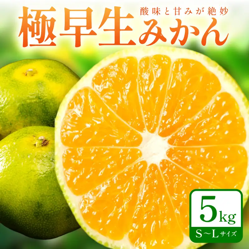 【1213】極早生みかん 5kg 和歌山産 甘酸っぱいみかん