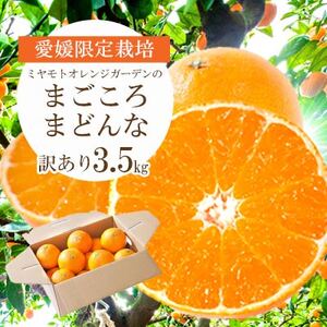 【紅まどんなと同品種】愛媛果試28号 まごころまどんな 3.5kg 訳あり|愛媛県八幡浜産【1166250】 YWTAP076