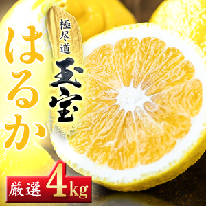 【愛媛名産】玉宝はるか　4kg【C64-55】【1511256】 YWTY044