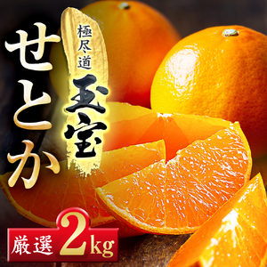 【先行受付】「玉宝ブランド」【せとか】2kg【C64-46】【1511267】 YWTY035