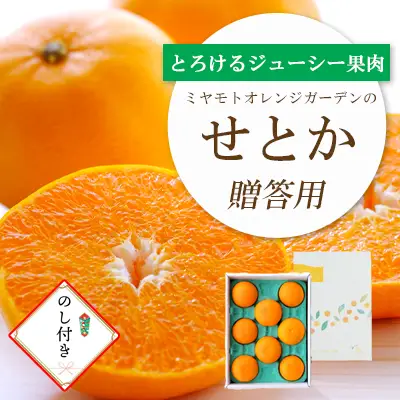 【先行受付】 とろける濃厚柑橘 せとか のし付き ギフトボックス入り【E25-168】【1536588】 YWTAP109