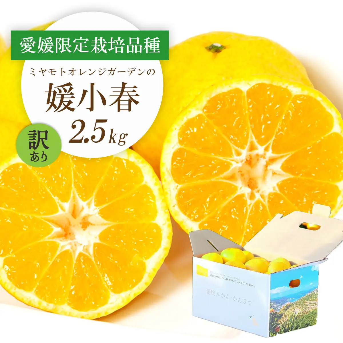 【先行受付】希少柑橘 媛小春(ひめこはる) 2.5kg【訳あり】【D25-183】【1608026】 YWTAP124