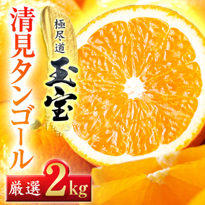 【先行受付】【愛媛名産】玉宝清見タンゴール　2kg【A64-81】【1623964】 YWTY070