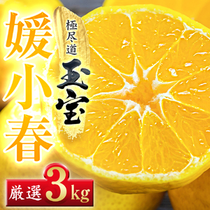 【愛媛名産】玉宝媛小春(ひめこはる)　3kg【E64-86】【1623969】 YWTY075