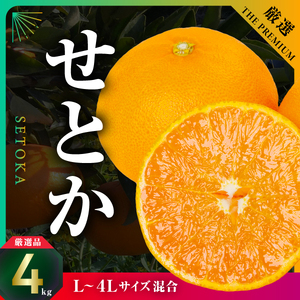 三代目の柑橘の大トロ【せとか】4kg　サイズ:L～4L混合【E31-52】【配送不可地域：離島】【1631010】 YWTAC041