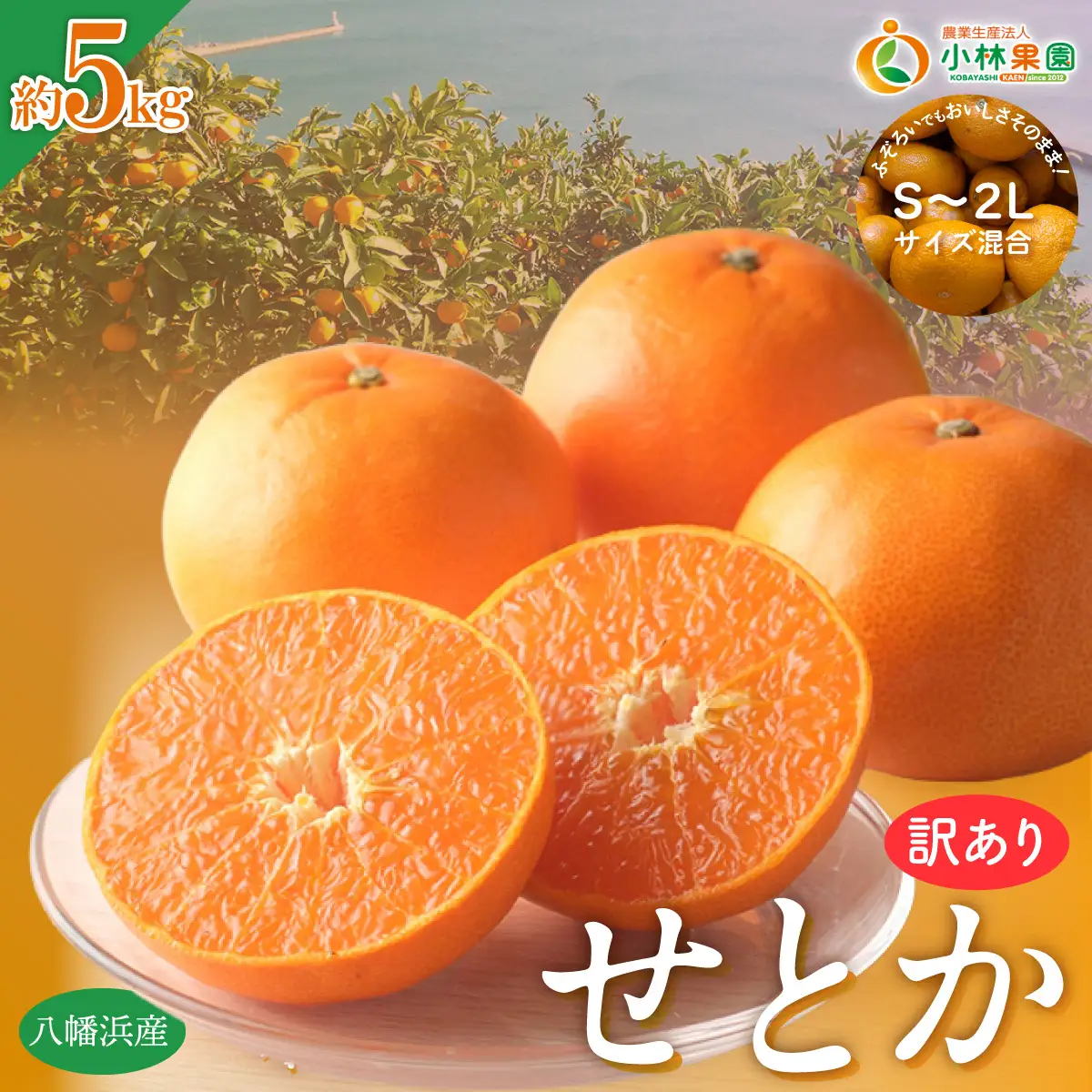 【先行受付】★訳アリ★【数量限定500箱】　愛媛・小林果園のせとか　約5キロ【D24-38】【1711119】 YWTAD029
