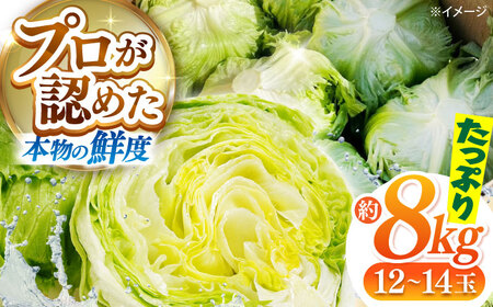 2026年 12月-発送 レタス約8kg [SGU005] レタス