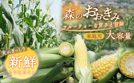 森町産“森のおおきみ”平均糖度18度超え・朝採れスイートコーン（たっぷり大容量） とうもろこし スイートコーン 森のおおきみ 朝採れ 新鮮 大容量 フルーティー 上品 詰め合わせ 野菜 静岡県 森町