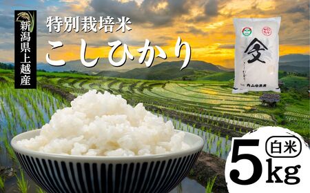 令和7年産 新潟県上越産「 特別栽培米 コシヒカリ 」 白米 5kg 内山農産 こしひかり お米 こめ おすすめ  新潟県産 にいがた 上越 