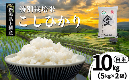 令和7年産 新潟県上越産「 特別栽培米 コシヒカリ 」 白米 10kg（5kg×2袋） 内山農産 こしひかり お米 こめ おすすめ  新潟県産 にいがた 上越 