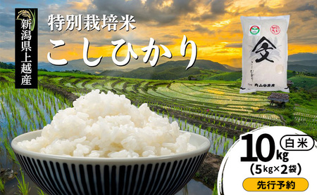 先行予約 令和8年産 新潟県上越産「 特別栽培米 コシヒカリ 」 白米 10kg（5kg×2袋） 内山農産 こしひかり お米 こめ おすすめ  新潟県産 にいがた 上越