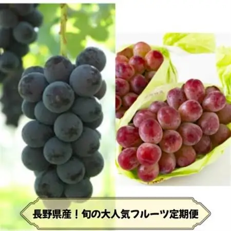 【発送月固定定期便】長野の果物 ナガノパープル+クイーンルージュ全2回【配送不可地域：離島】【4081267】