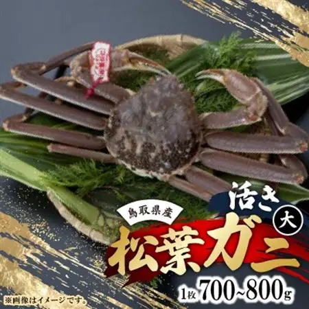 活　鳥取県産タグ付き松葉ガニ大1枚(700～800g)【配送不可地域：離島・北海道・沖縄県・東北・関東・信越、北陸・東海・九州】【1536362】