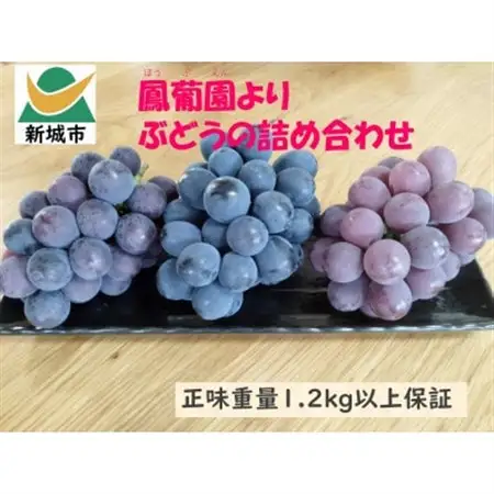 ぶどう【8月中旬以降発送】1.2kg以上【配送不可地域：離島】【1704826】