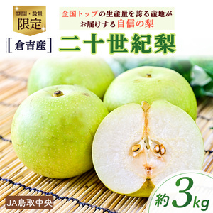 【倉吉産】二十世紀梨 3kg（JA鳥取中央） 二十世紀梨 梨