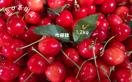 8-020-007　山口さんちのさくらんぼ 佐藤錦（L）1.2kg 