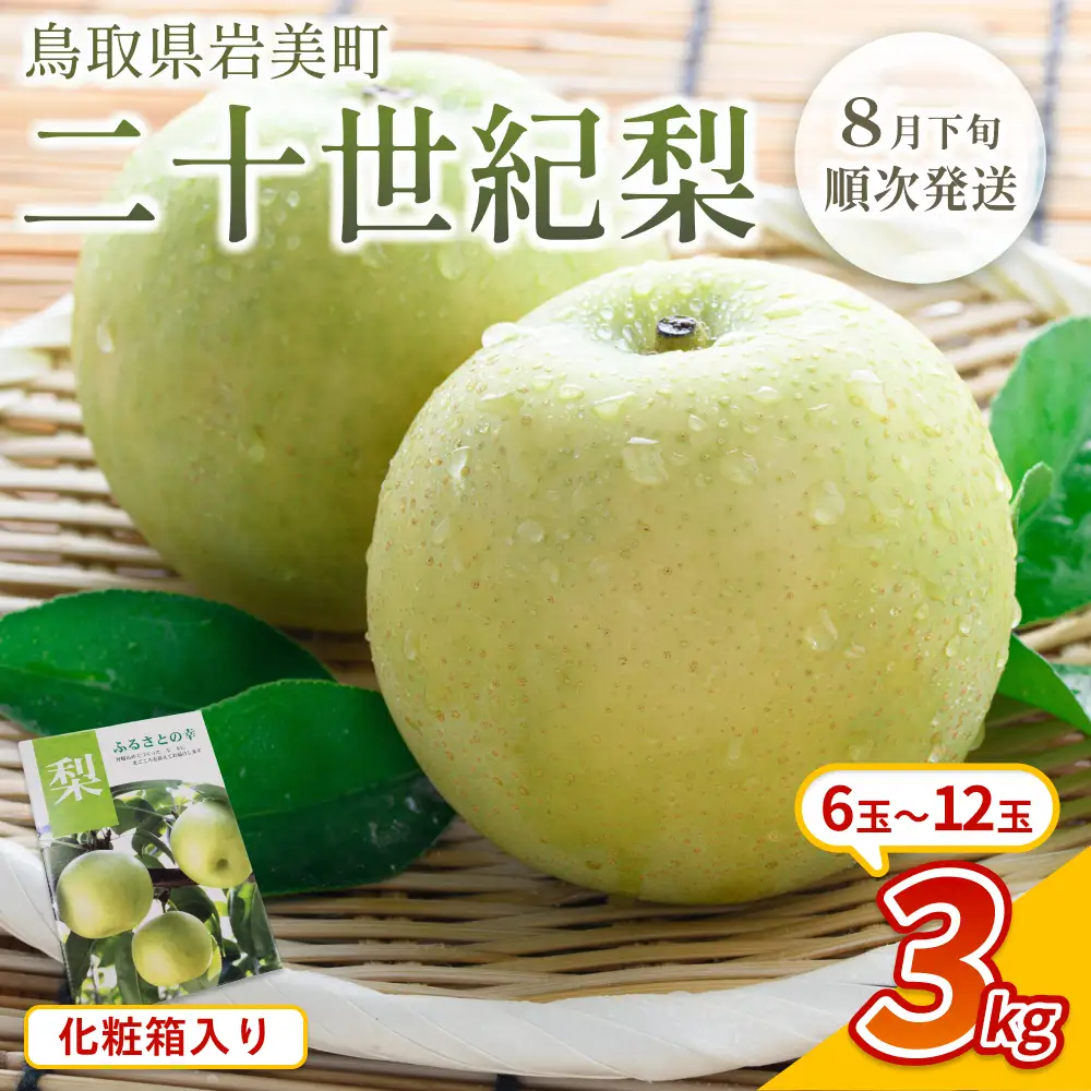 【先行予約】中野農園 梨 ”二十世紀梨” 3kg 化粧箱入り｜鳥取 岩美 梨 なし ナシ 20世紀梨 青梨 果物 フルーツ ※お届けは2026年8月下旬頃～【41072】