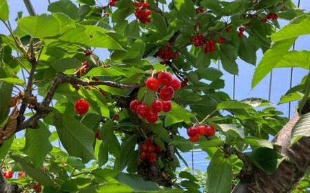 8-012-009　冨野果樹園のさくらんぼ 佐藤錦（L～2L）800g