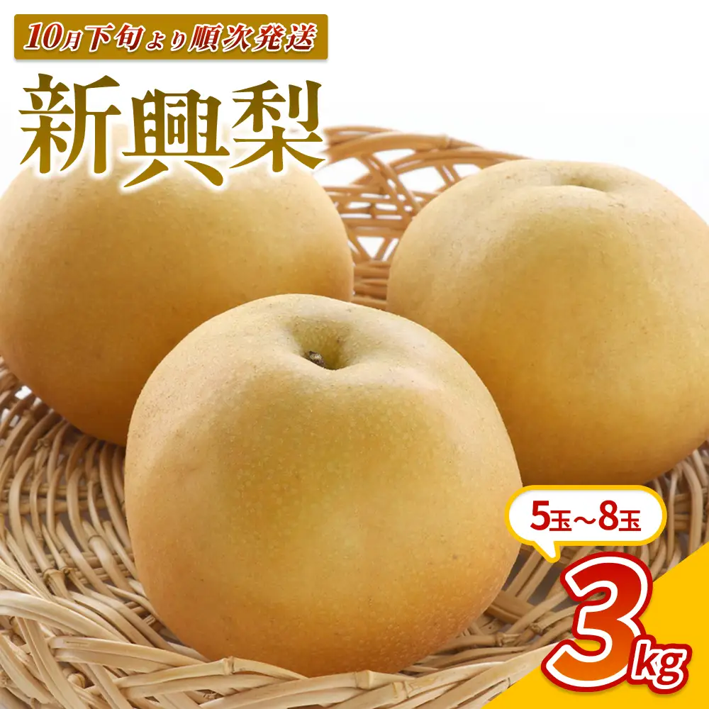 【先行予約】中野農園 梨 ”新興梨” 3kg箱｜鳥取 岩美 梨 なし ナシ 赤梨 果物 フルーツ ※お届けは2026年11月以降【41083】