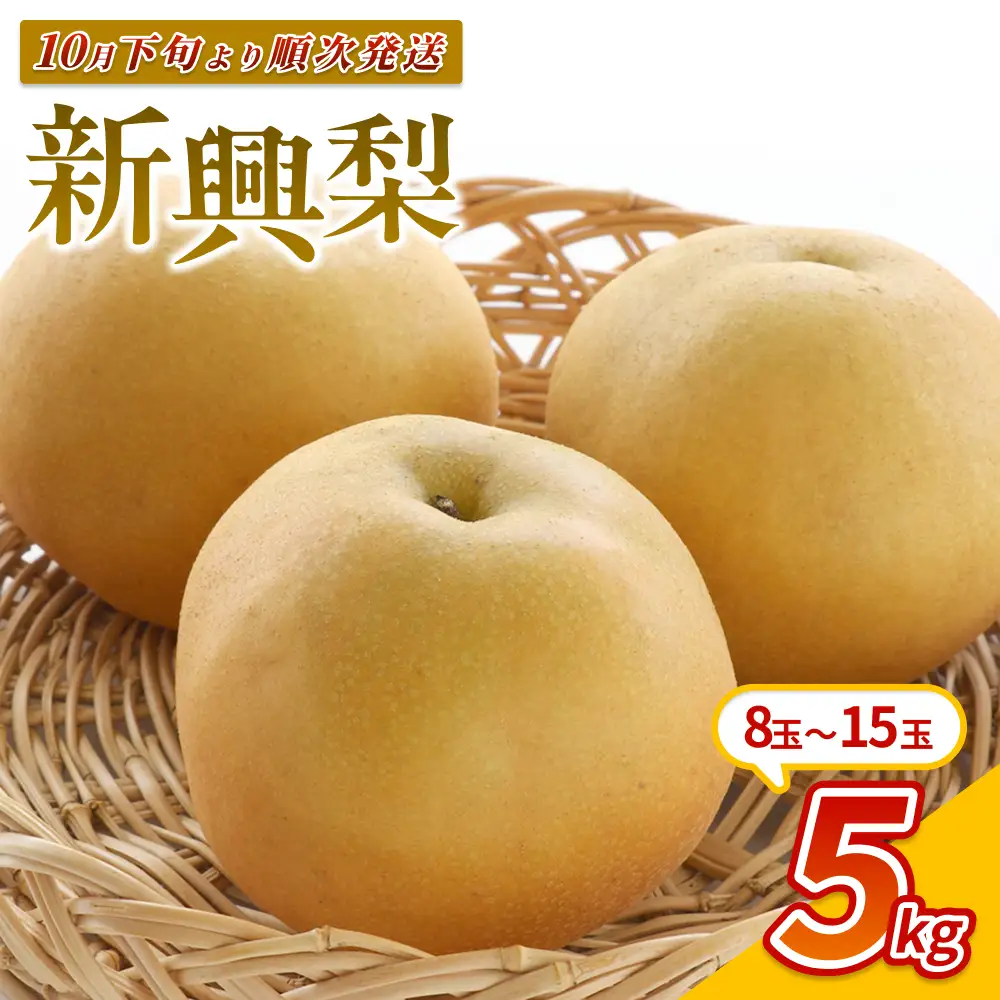 【先行予約】中野農園 梨 ”新興梨” 5kg箱｜鳥取 岩美 梨 なし ナシ 赤梨 果物 フルーツ ※お届けは2026年11月以降【41084】
