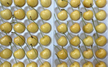 8-038-001　サトケンさんの黄色いさくらんぼ 月山錦（2L）約600g