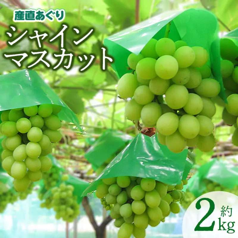 【令和8年産先行予約】 シャインマスカット 約2kg 山形県鶴岡産　産直あぐり　K-855