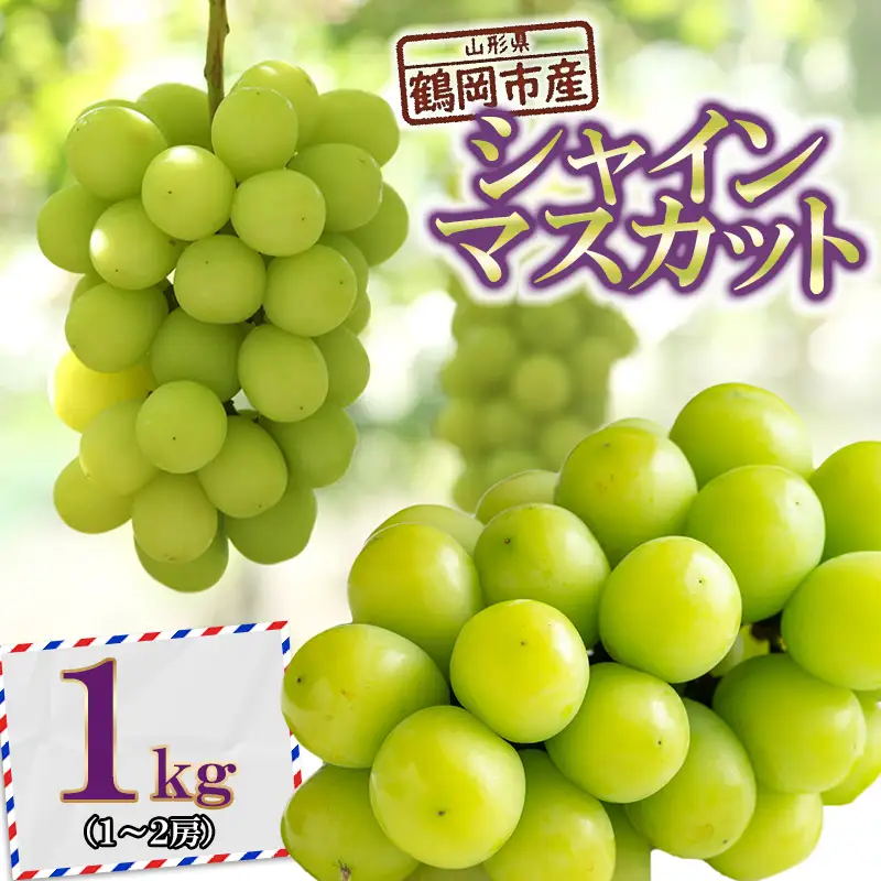 【令和8年産先行予約】 鶴岡市産ぶどう シャインマスカット 約1kg(1～2房) K-835    JA庄内たがわ　
