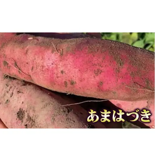 8-012-008　さつまいも（あまはづき）5kg【マルゼン佐藤果樹園】