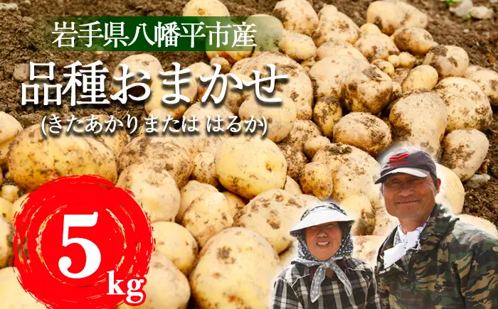 ＜2026年8月中旬発送開始予定＞ 岩手県産 じゃがいも 品種おまかせ （ きたあかり または はるか ） 5kg 【松浦農園】／ ジャガイモ じゃが芋 芋 いも お芋 おいも 馬鈴薯 ばれいしょ ポテト 農家直送 産地直送 野菜 お野菜 八幡平市産 期間限定 数量限定 季節限定 おすすめ オススメ