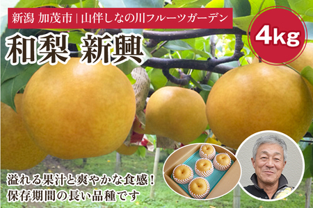 【2026年先行予約】和梨 新興 約4kg（6～8個）フルーツギフト《11月上旬?お届け》冬の味覚 産地直送加茂市 山伴しなの川フルーツガーデン 