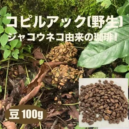 ジャコウネコ由来の希少コーヒー 野生コピルアック珈琲・掛川自家焙煎で丁寧に仕上げた贈答品 100g【配送不可地域：離島・沖縄県】【1651759】