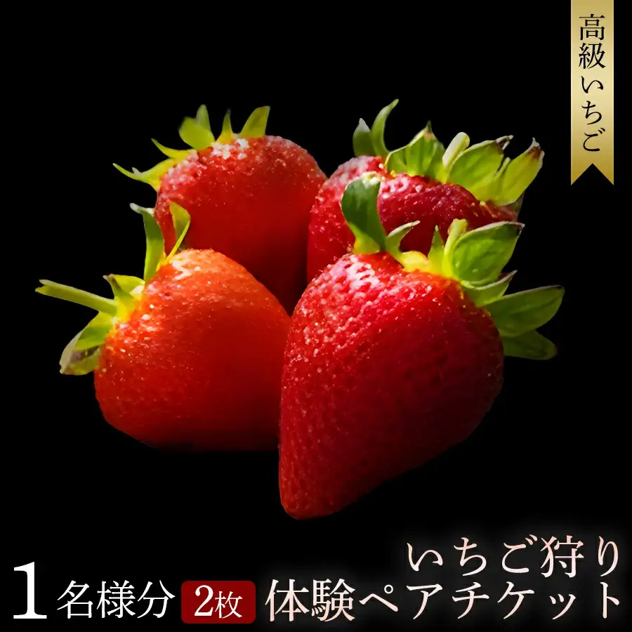 【体験】いちご狩り体験チケット ( 2名様分) ペアチケット【maato002B】