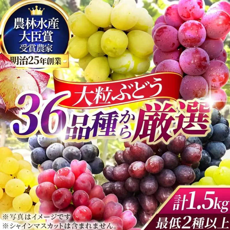 36品種からプロが厳選した「旬の宝石箱」大粒ぶどう詰合せ（シャインマスカット含まず）約1.5kg（2026年先行予約 8月上旬～8月中旬発送分）