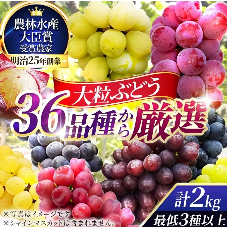 36品種からプロが厳選した「旬の宝石箱」大粒ぶどう詰合せ（シャインマスカット含まず）約2kg（2026年先行予約 8月上旬～8月中旬発送分）