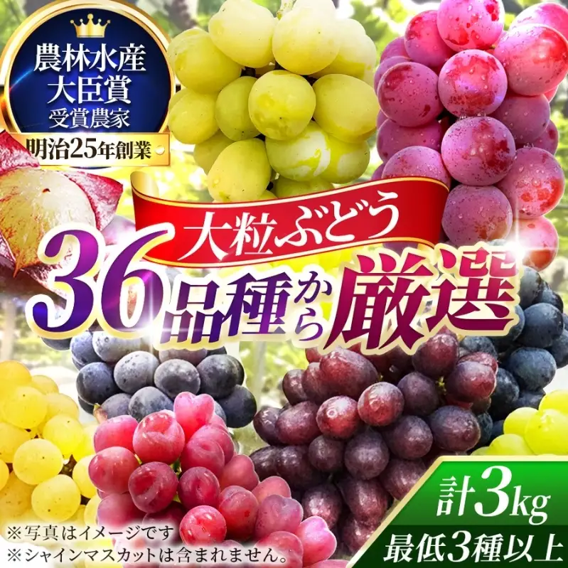 36品種からプロが厳選した「旬の宝石箱」大粒ぶどう詰合せ（シャインマスカット含まず）約3kg（2026年先行予約 8月上旬～8月中旬発送分）