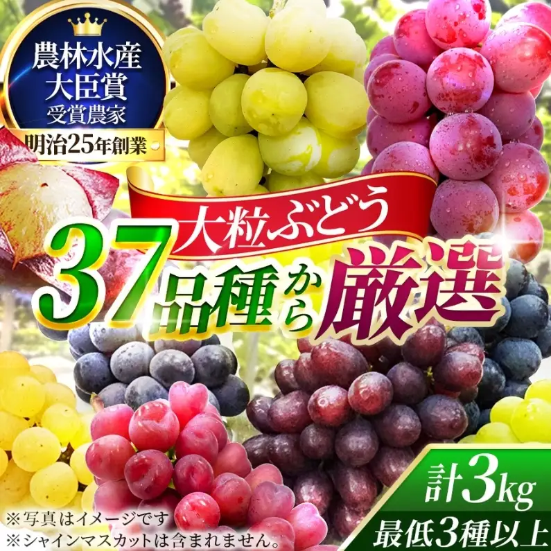 【37品種から厳選】大阪・柏原から届く「旬の宝石箱」大粒ぶどう詰め合わせ（シャインマスカット含まず）約3kg（2026年先行予約 8月下旬～9月上旬発送分）