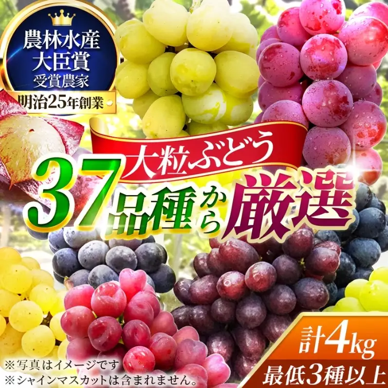 【37品種から厳選】大阪・柏原から届く「旬の宝石箱」大粒ぶどう詰め合わせ（シャインマスカット含まず）約4kg（2026年先行予約 8月下旬～9月上旬発送分）