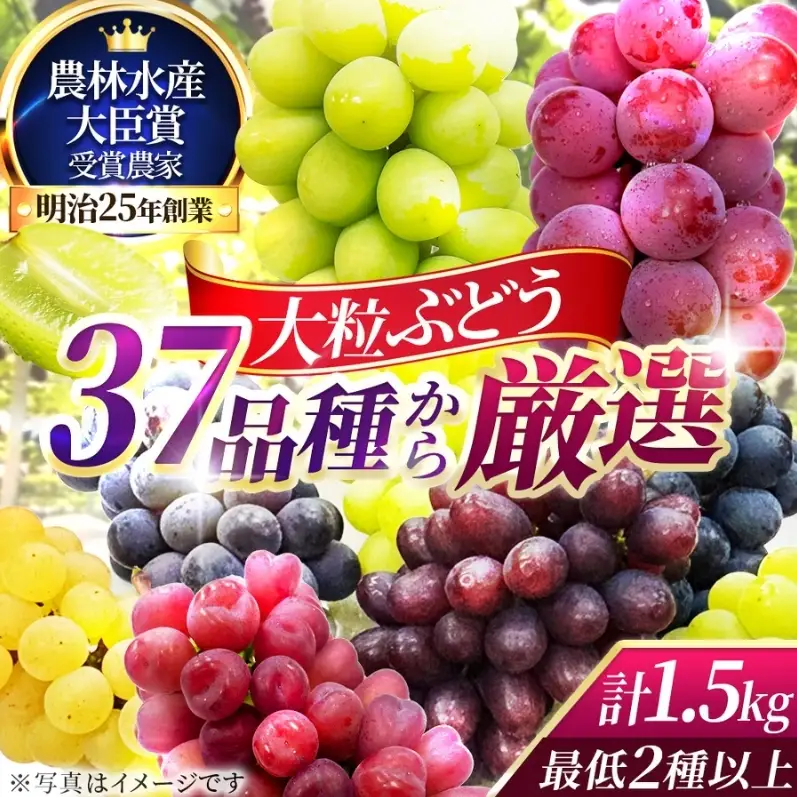 37品種からプロが厳選した「旬の宝石箱」大粒ぶどう詰合せ（シャインマスカット1房含む）約1.5kg（2026年先行予約 8月上旬～8月中旬発送分）