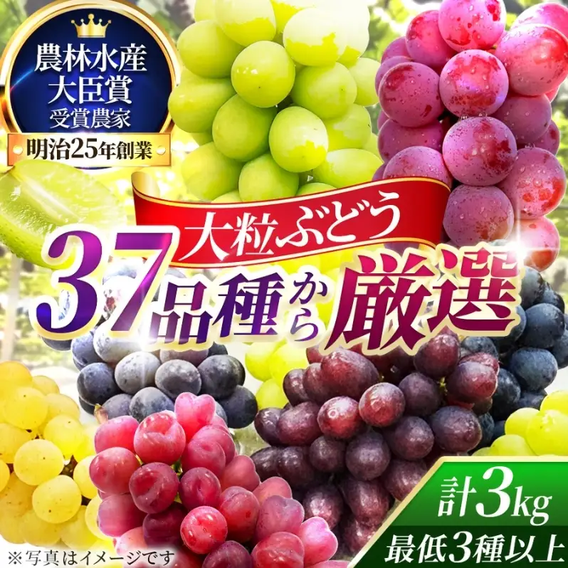 37品種からプロが厳選した「旬の宝石箱」大粒ぶどう詰合せ（シャインマスカット1房含む）約3kg（2026年先行予約 8月上旬～8月中旬発送分）