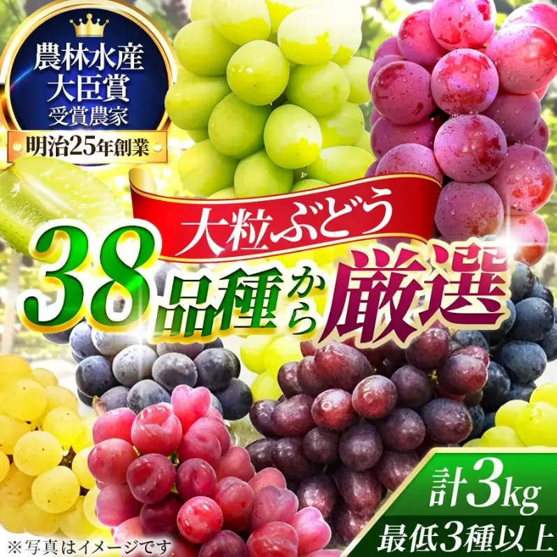 【38品種から厳選】大阪・柏原から届く「旬の宝石箱」大粒ぶどう詰め合わせ（シャインマスカット1房含む）約3kg（2026年先行予約 8月下旬～9月上旬発送分）