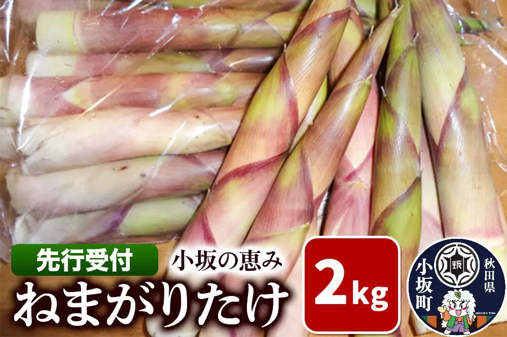 《先行受付》小坂の恵み（ねまがりたけ）2kg