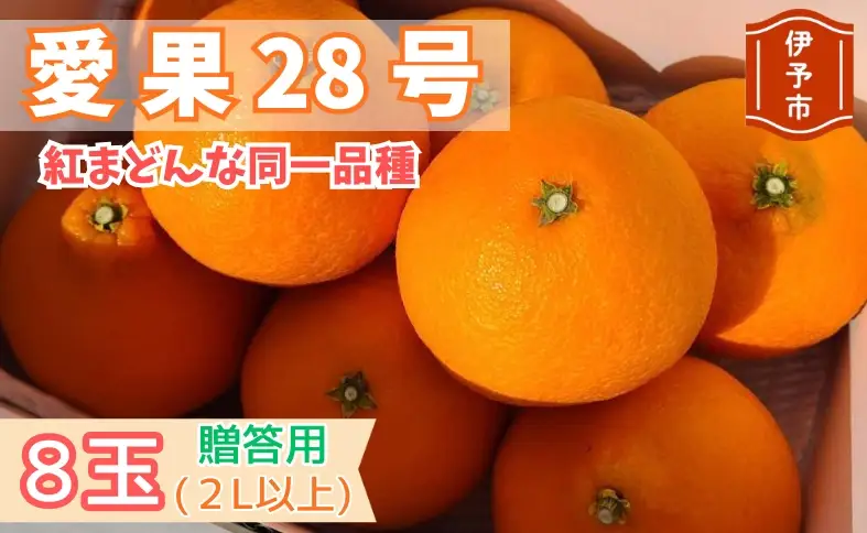 【2026年先行予約】みかん 愛果28号 贈答用 【11月下旬から順次発送予定】 紅まどんなと同一品種 柑橘 フルーツ 愛媛 伊予市｜B548