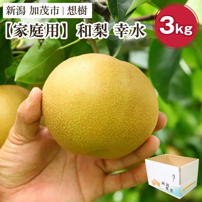 【2026年先行予約】【家庭用】新潟県産和梨 幸水 約3㎏（5～9玉）《8月下旬～順次出荷》 梨 幸水 こうすい