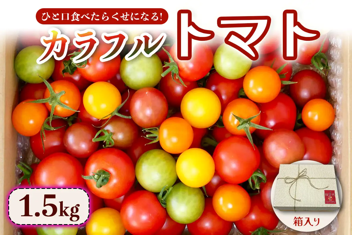 カラフルトマト 箱入り 5品種詰め合わせ 1.5kg ひと口食べたらくせになる！｜ミックス 甘い プレゼント 贈り物 ギフト [1043]