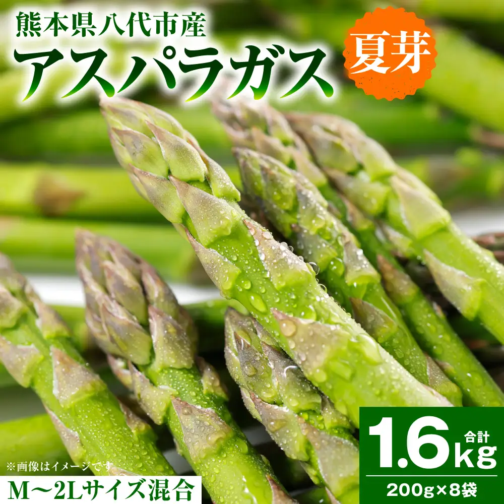 【先行予約】 アスパラガス 1.6kg（M～2Lサイズ混合） 野菜 【2026年6月上旬より順次発送】