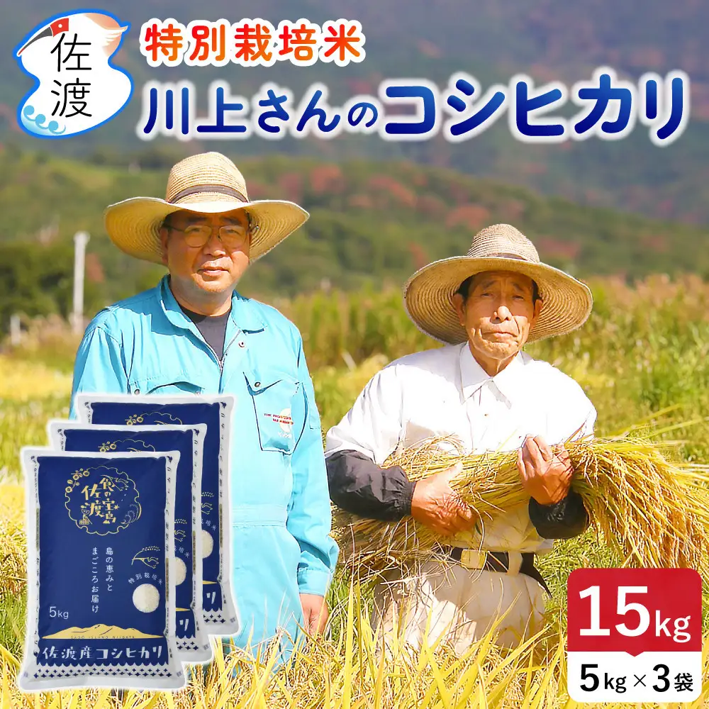 佐渡島産 川上さんのコシヒカリ 白米15kg 令和7年産 特別栽培米 【食の宝島佐渡】