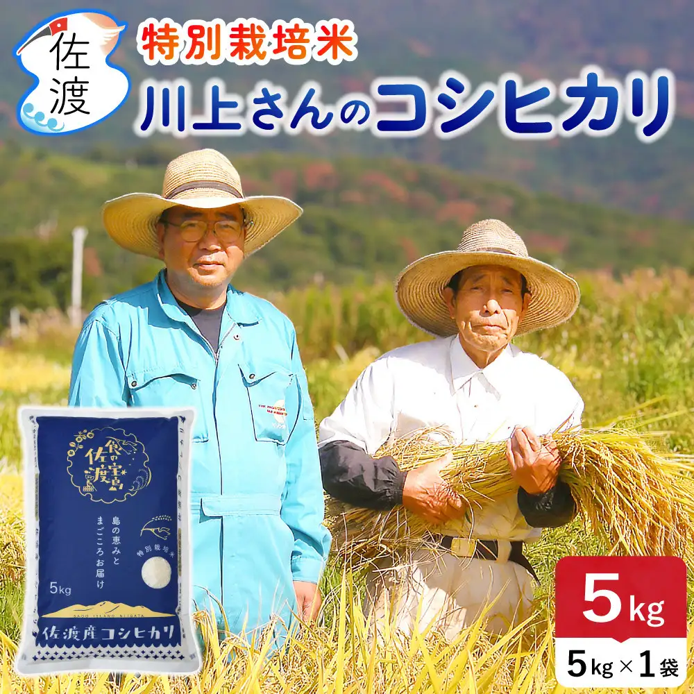 佐渡島産 川上さんのコシヒカリ 無洗米5kg 令和7年産 特別栽培米 【食の宝島佐渡】