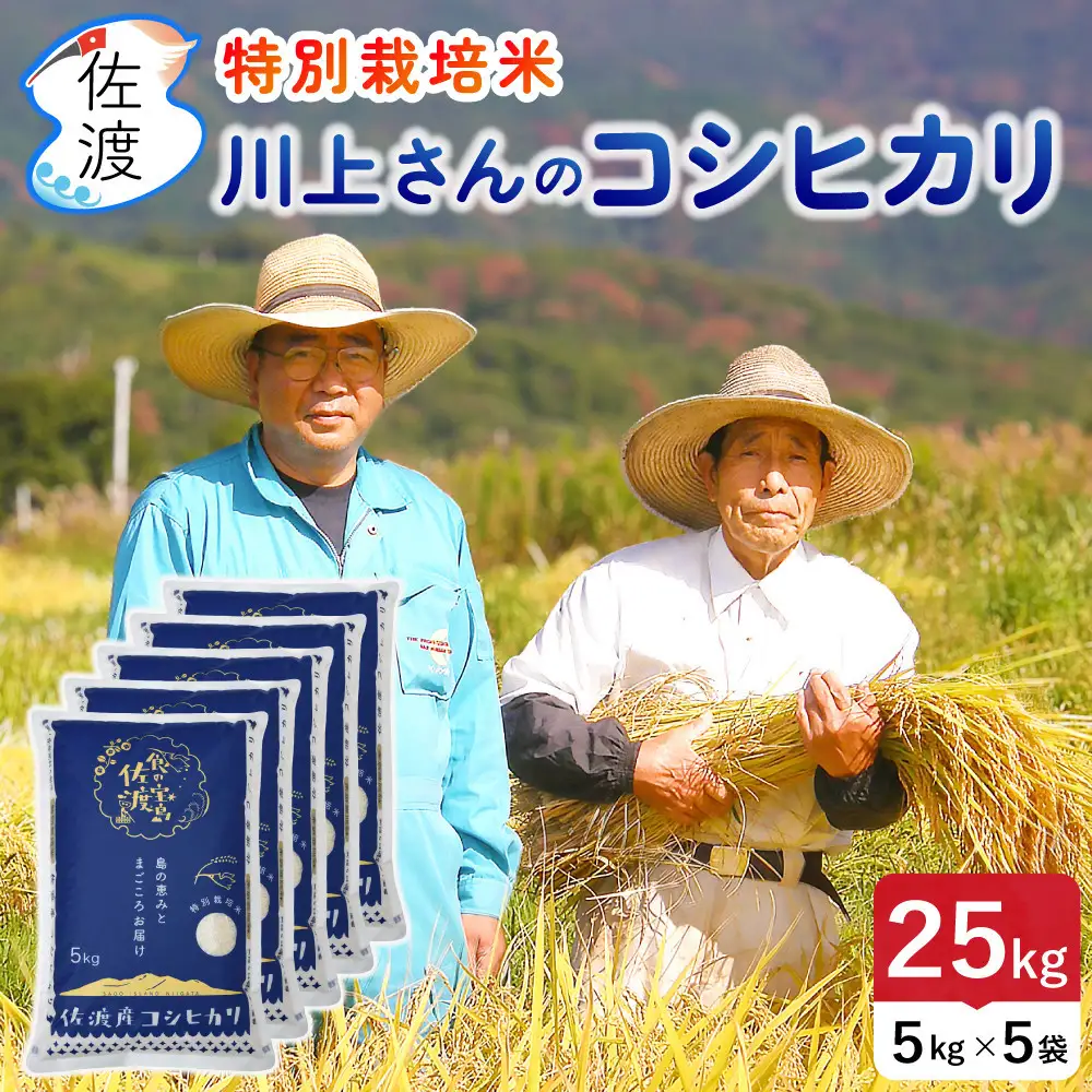 佐渡島産 川上さんのコシヒカリ 無洗米25kg 令和7年産 特別栽培米 【食の宝島佐渡】
