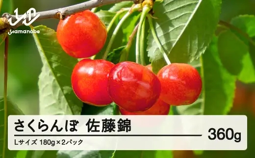 《先行予約》2026年 山形県産 佐藤錦 さくらんぼ Ｌサイズ 180g 2パック入 ※沖縄・離島への配送不可 ts-snxlp360